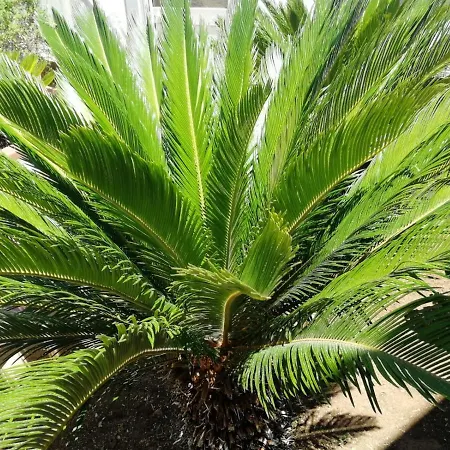 בית נופש Samoa Relax סירקוזה